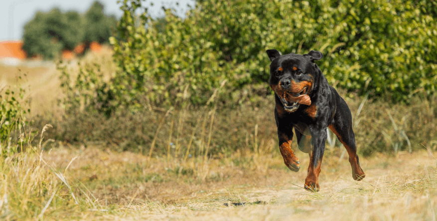 Treadmill for the dog - Dog Runner